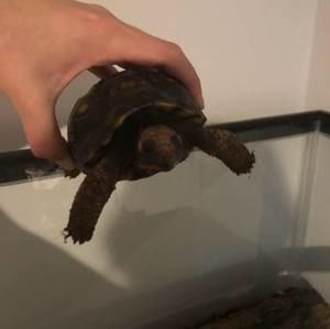 Meet your Posher, Autumn